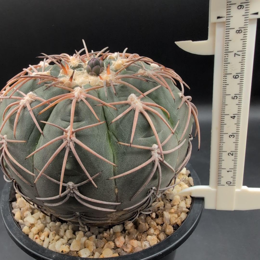 フィカス リラータ カシワバゴム 130cm 10号鉢付 特大苗木 良バランス